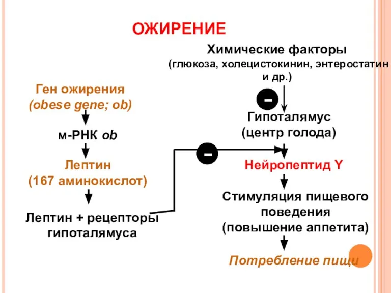 Ген ожирения (obese gene; ob) м-РНК ob Химические факторы (глюкоза, холецистокинин, энтеростатин