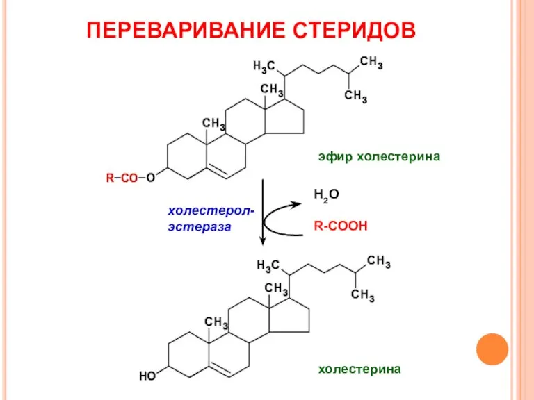 ПЕРЕВАРИВАНИЕ СТЕРИДОВ Н2О R-COOH холестерол-эстераза эфир холестерина холестерина