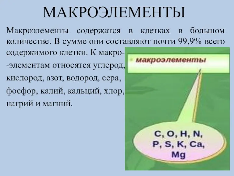 МАКРОЭЛЕМЕНТЫ Макроэлементы содержатся в клетках в большом количестве. В сумме они составляют