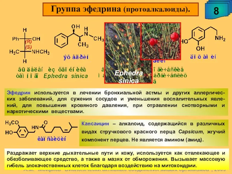 Группа эфедрина (протоалкалоиды). 8 А.М. Чибиряев "Биологически активные соединения живых организмов", 2009