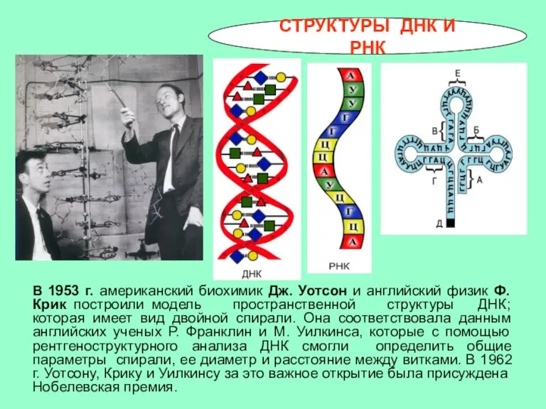 СТРУКТУРЫ ДНК И РНК В 1953 г. американский биохимик Дж. Уотсон и