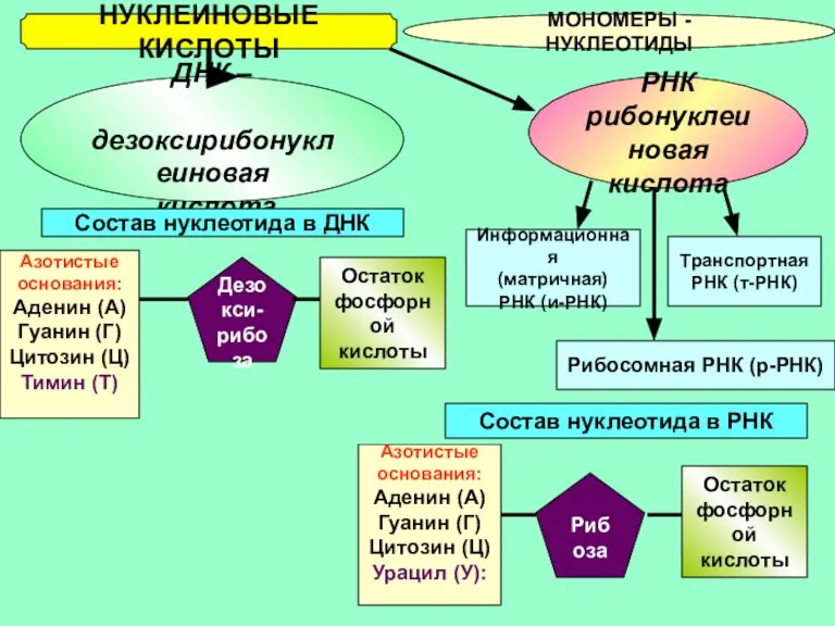 НУКЛЕИНОВЫЕ КИСЛОТЫ МОНОМЕРЫ - НУКЛЕОТИДЫ ДНК – дезоксирибонуклеиновая кислота РНК рибонуклеиновая кислота