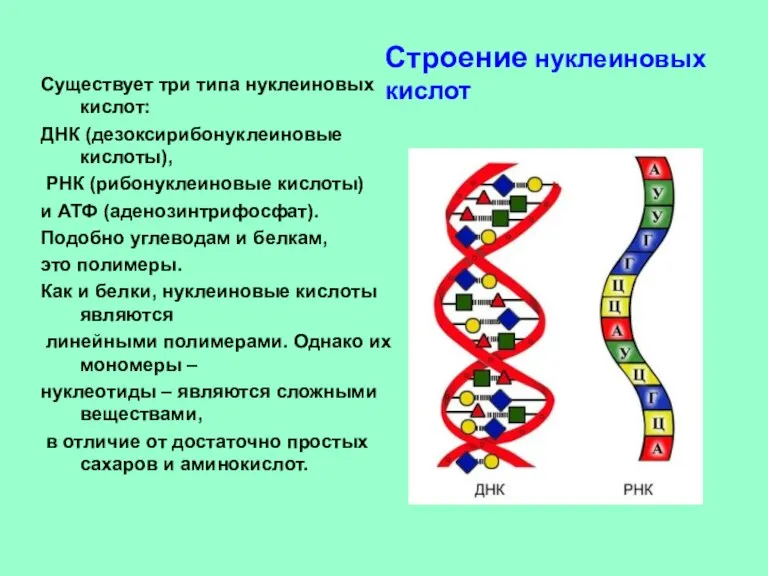 Существует три типа нуклеиновых кислот: ДНК (дезоксирибонуклеиновые кислоты), РНК (рибонуклеиновые кислоты) и