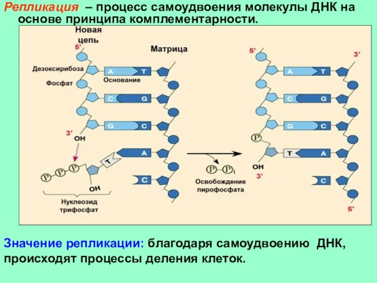 Репликация – процесс самоудвоения молекулы ДНК на основе принципа комплементарности. Значение репликации: