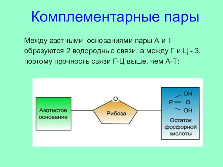 Между азотными основаниями пары А и Т образуются 2 водородные связи, а