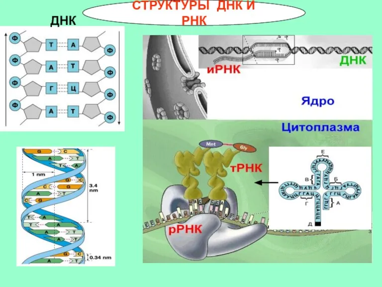 СТРУКТУРЫ ДНК И РНК ДНК