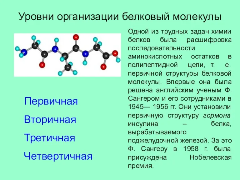 Уровни организации белковый молекулы Первичная Вторичная Третичная Четвертичная Одной из трудных задач