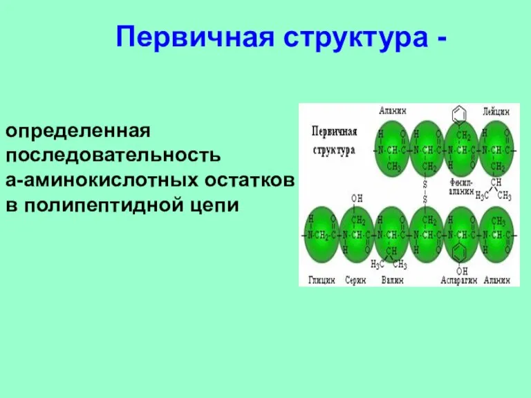 определенная последовательность a-аминокислотных остатков в полипептидной цепи Первичная структура -