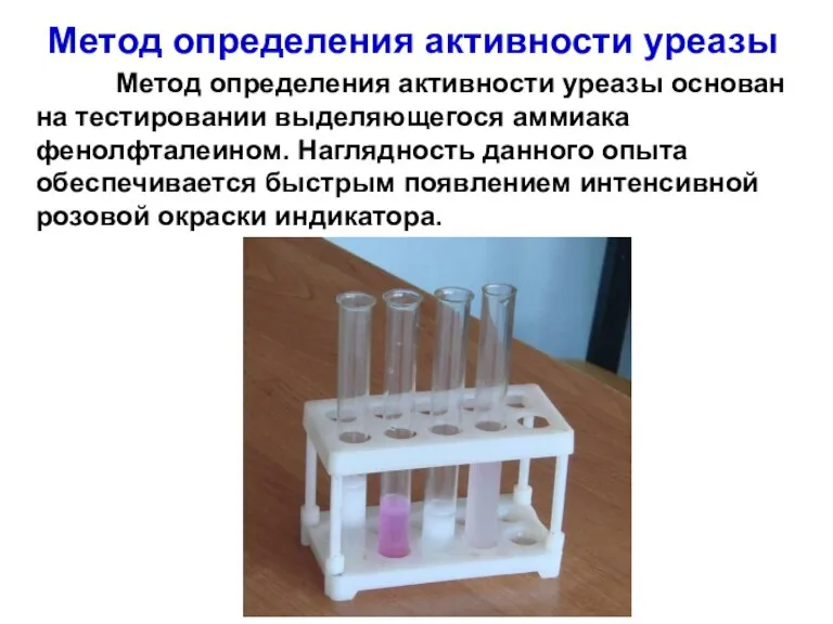 Метод определения активности уреазы Метод определения активности уреазы основан на тестировании выделяющегося