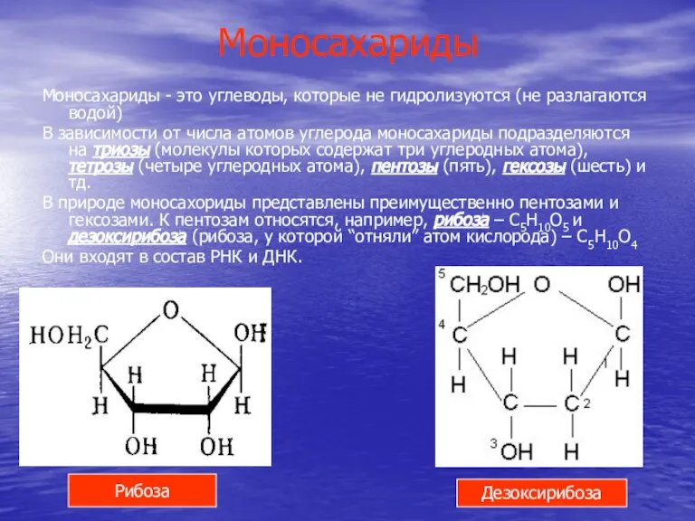 Моносахариды Моносахариды - это углеводы, которые не гидролизуются (не разлагаются водой) В