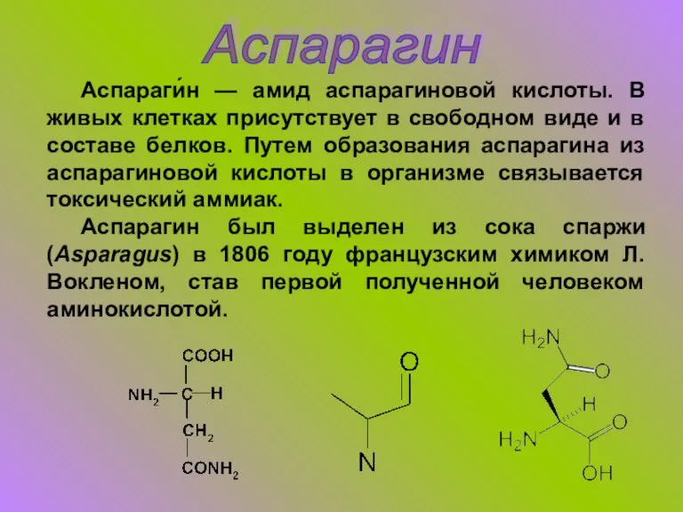 Аспарагин Аспараги́н — амид аспарагиновой кислоты. В живых клетках присутствует в свободном