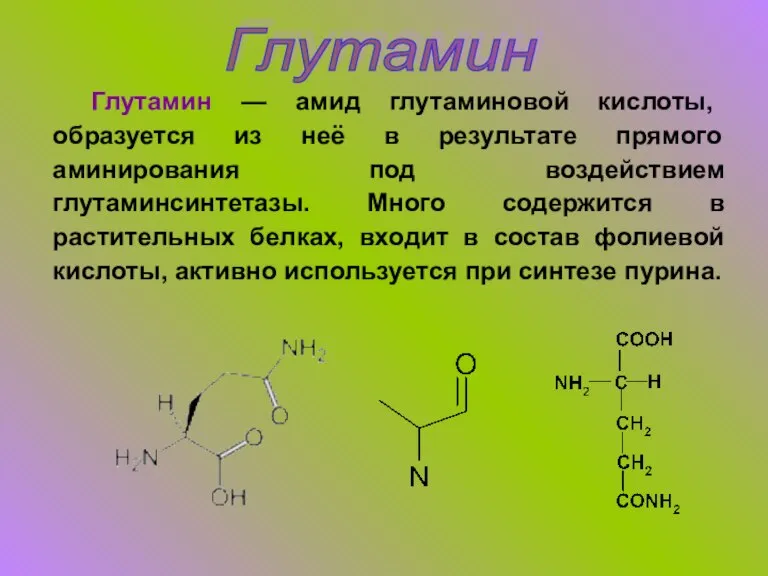 Глутамин Глутамин — амид глутаминовой кислоты, образуется из неё в результате прямого