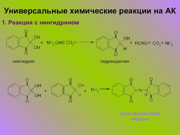 Универсальные химические реакции на АК 1. Реакция с нингидрином + + +