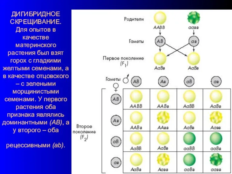 ДИГИБРИДНОЕ СКРЕЩИВАНИЕ. Для опытов в качестве материнского растения был взят горох с