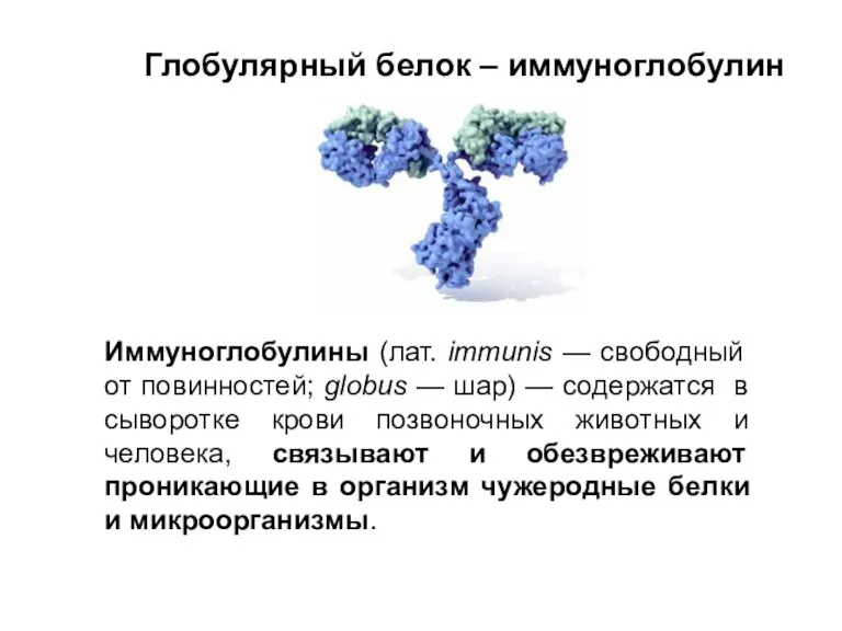 Глобулярный белок – иммуноглобулин Иммуноглобулины (лат. immunis — свободный от повинностей; globus