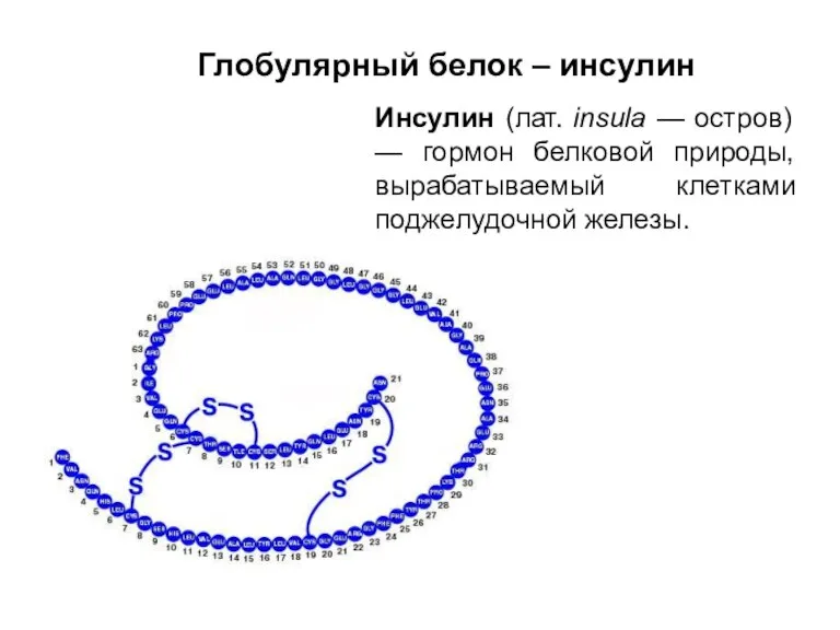 Глобулярный белок – инсулин Инсулин (лат. insula — остров) — гормон белковой