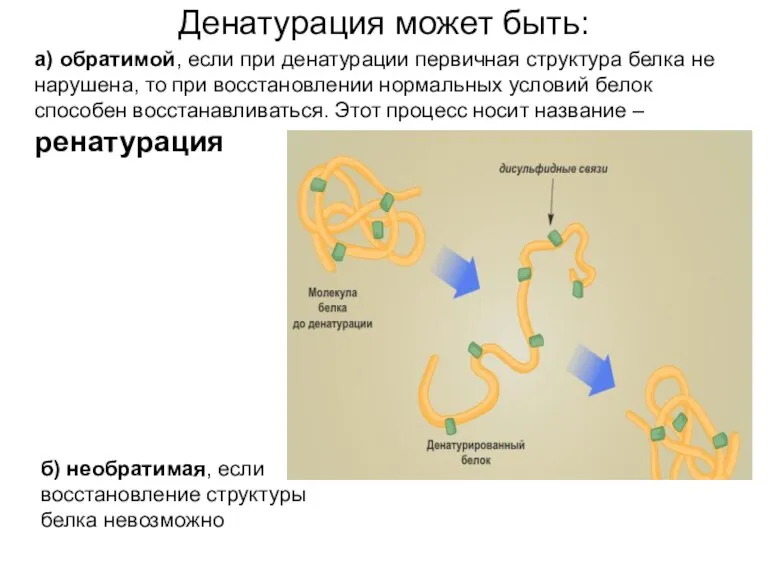 Денатурация может быть: а) обратимой, если при денатурации первичная структура белка не