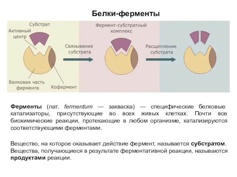 Белки-ферменты Ферменты (лат. fermentum — закваска) — специфические белковые катализаторы, присутствующие во