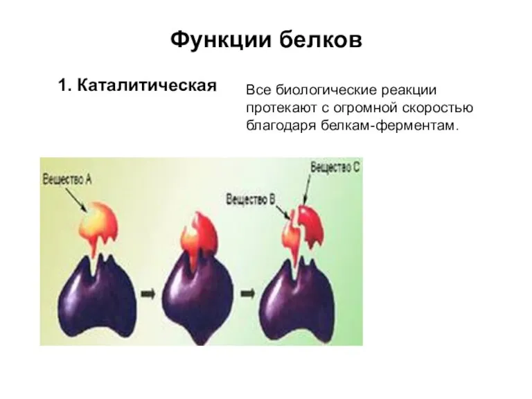 Функции белков 1. Каталитическая Все биологические реакции протекают с огромной скоростью благодаря белкам-ферментам.