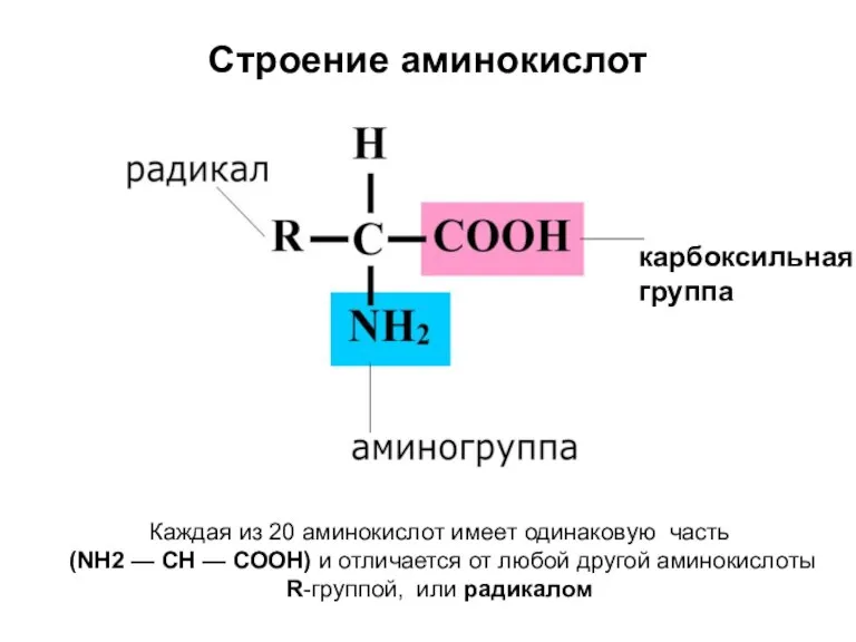 Строение аминокислот карбоксильная группа Каждая из 20 аминокислот имеет одинаковую часть (NH2