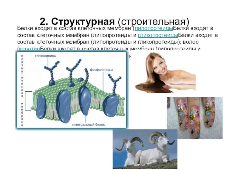 2. Структурная (строительная) Белки входят в состав клеточных мембран (липопротеидыБелки входят в