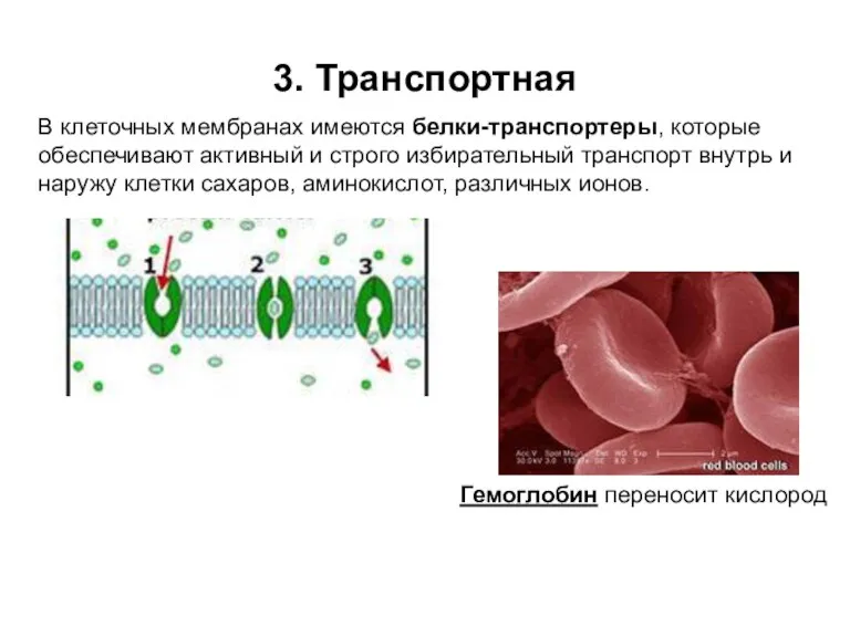 3. Транспортная В клеточных мембранах имеются белки-транспортеры, которые обеспечивают активный и строго