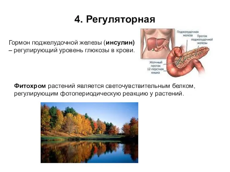 4. Регуляторная Гормон поджелудочной железы (инсулин) – регулирующий уровень глюкозы в крови.