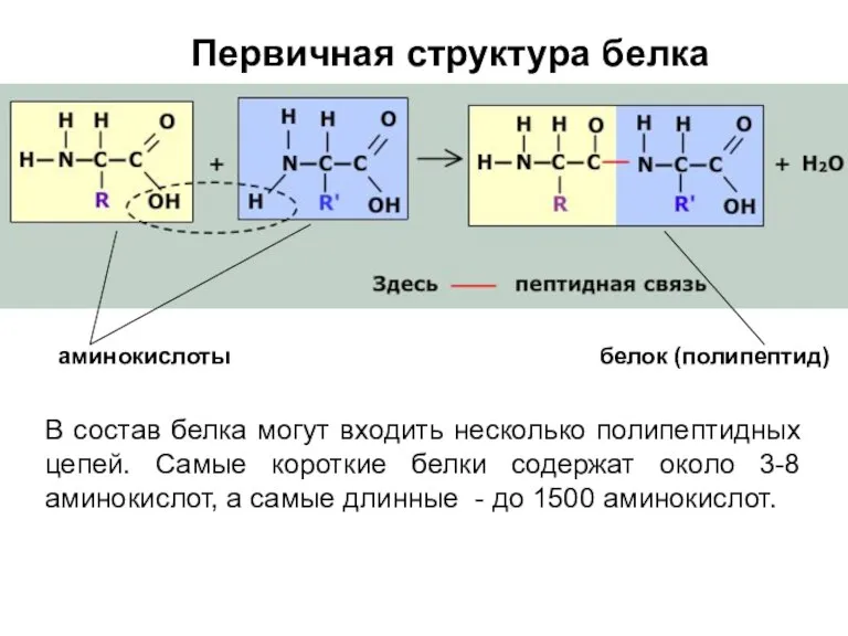 Первичная структура белка В состав белка могут входить несколько полипептидных цепей. Самые