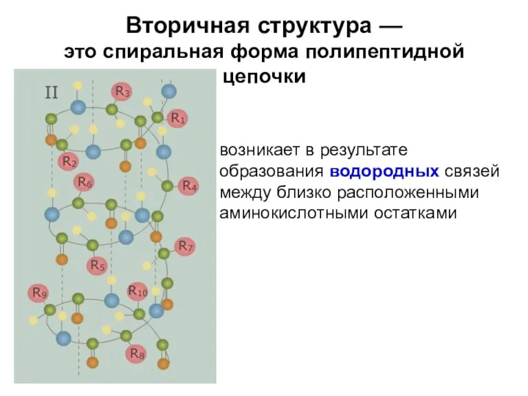 Вторичная структура — это спиральная форма полипептидной цепочки возникает в результате образования