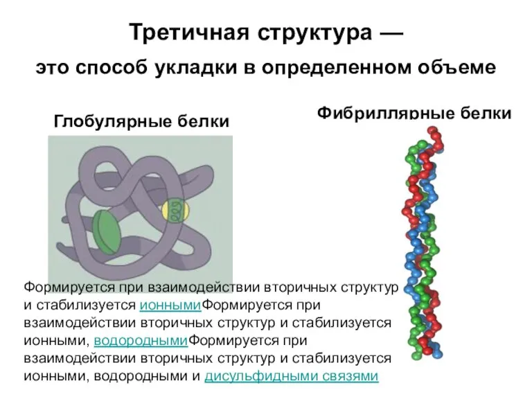 Третичная структура — это способ укладки в определенном объеме Глобулярные белки Фибриллярные