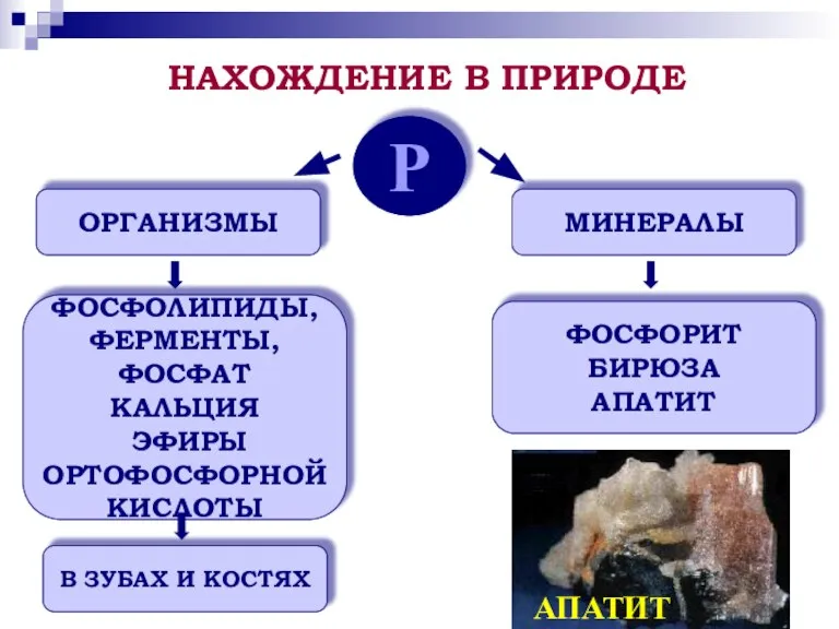 Р ОРГАНИЗМЫ МИНЕРАЛЫ ФОСФОЛИПИДЫ, ФЕРМЕНТЫ, ФОСФАТ КАЛЬЦИЯ ЭФИРЫ ОРТОФОСФОРНОЙ КИСЛОТЫ В ЗУБАХ