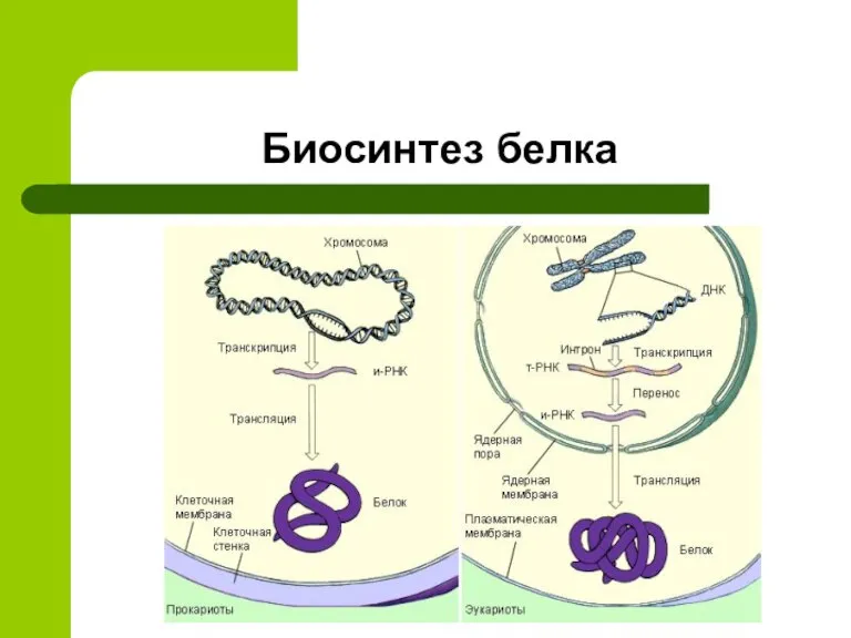 Биосинтез белка