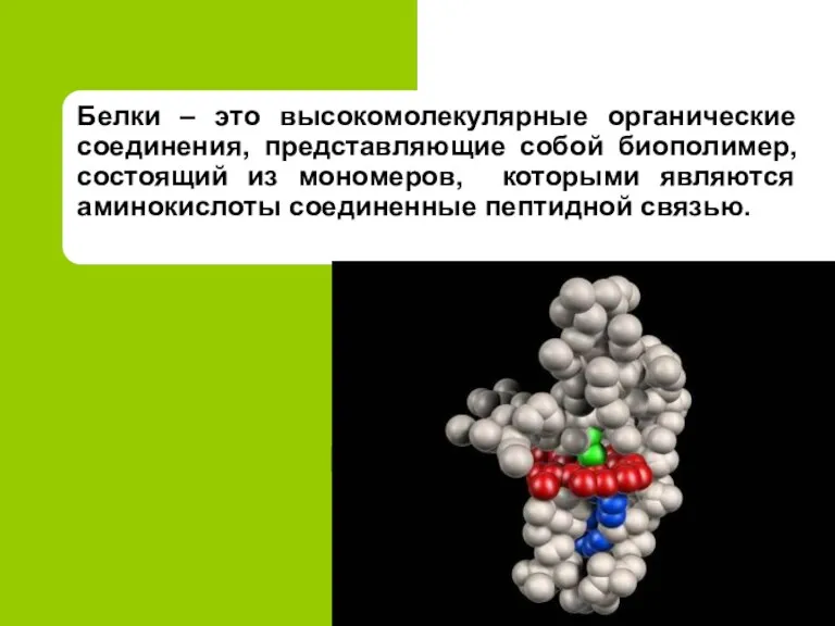 Белки – это высокомолекулярные органические соединения, представляющие собой биополимер, состоящий из мономеров,