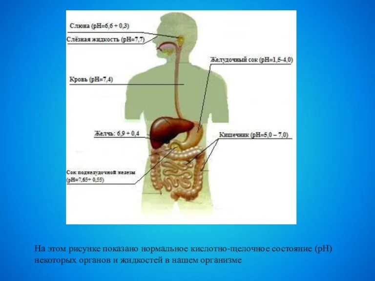 На этом рисунке показано нормальное кислотно-щелочное состояние (рН) некоторых органов и жидкостей в нашем организме