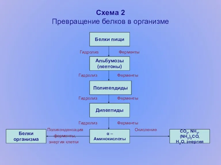 Схема 2 Превращение белков в организме Гидролиз Ферменты Гидролиз Ферменты Гидролиз Ферменты