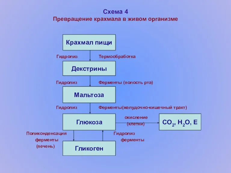 Схема 4 Превращение крахмала в живом организме Гидролиз Термообработка Гидролиз Ферменты (полость