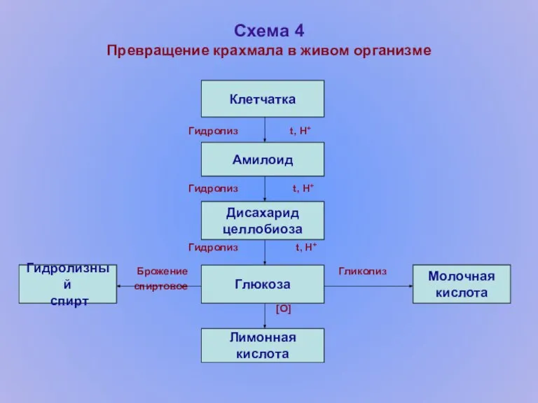 Схема 4 Превращение крахмала в живом организме Гидролиз t, H+ Гидролиз t,