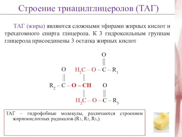 ТАГ (жиры) являются сложными эфирами жирных кислот и трехатомного спирта глицерола. К