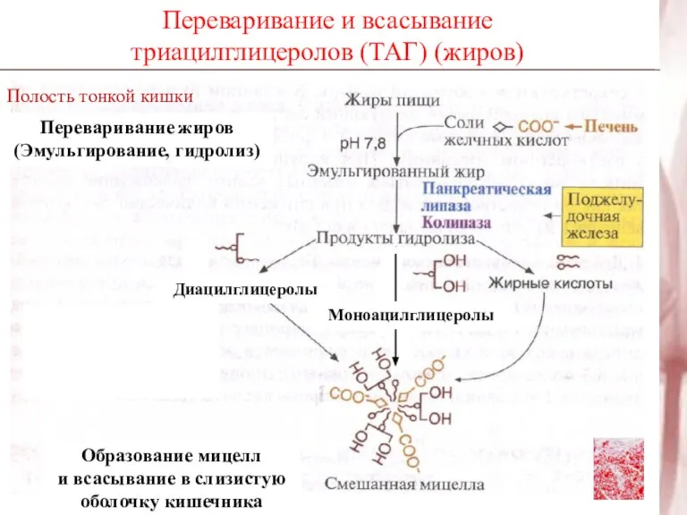 Переваривание и всасывание триацилглицеролов (ТАГ) (жиров) Полость тонкой кишки Переваривание жиров (Эмульгирование,