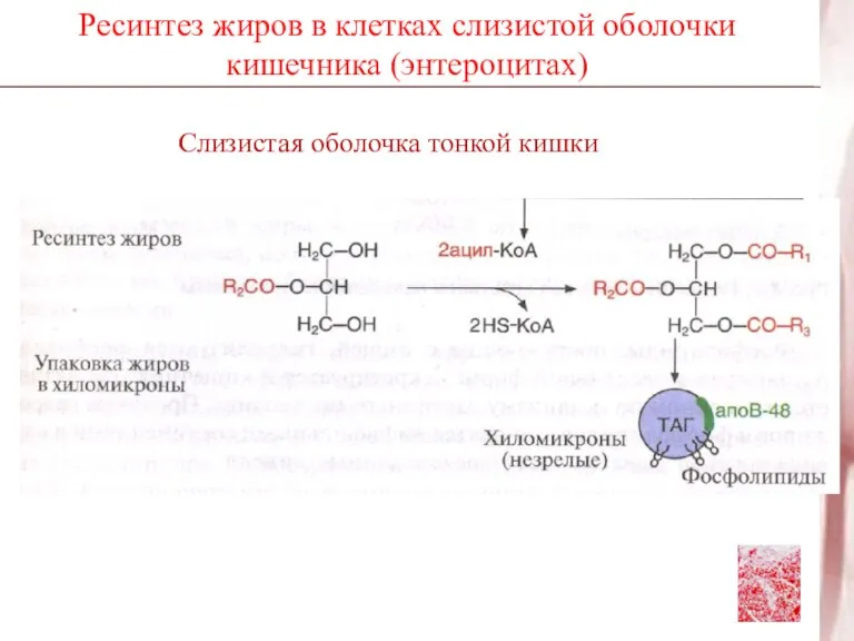 Ресинтез жиров в клетках слизистой оболочки кишечника (энтероцитах)