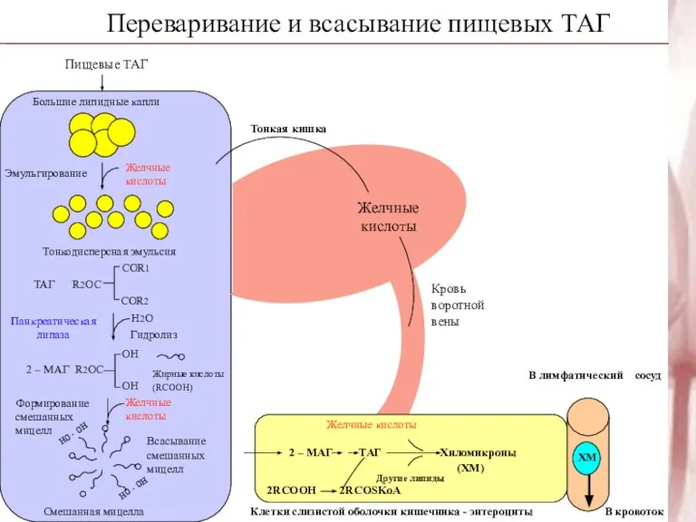 Переваривание и всасывание пищевых ТАГ Пищевые ТАГ Большие липидные капли Желчные кислоты