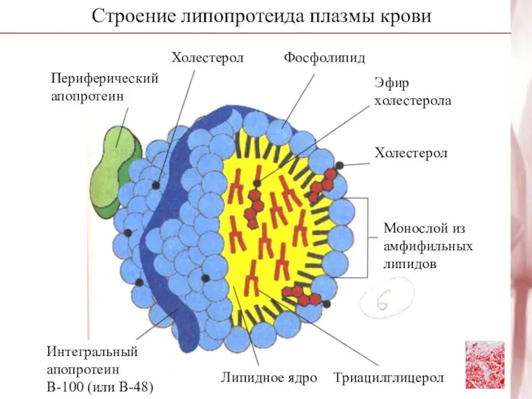 Строение липопротеида плазмы крови Периферический апопротеин Интегральный апопротеин В-100 (или В-48) Холестерол