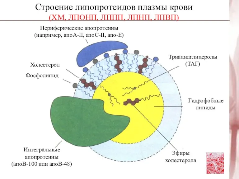 Строение липопротеидов плазмы крови (ХМ, ЛПОНП, ЛППП, ЛПНП, ЛПВП) Периферические апопротеины (например,