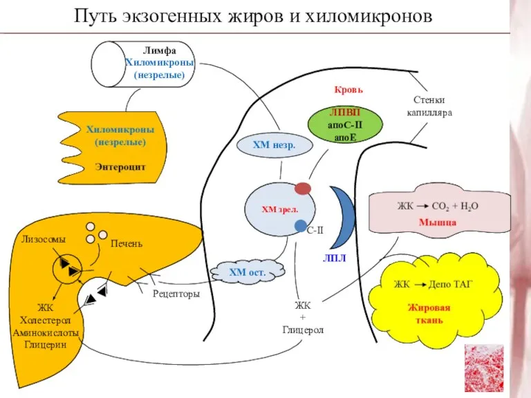 Путь экзогенных жиров и хиломикронов Рецепторы ХМ ост. ХМ незр. ЛПВП апоС-II