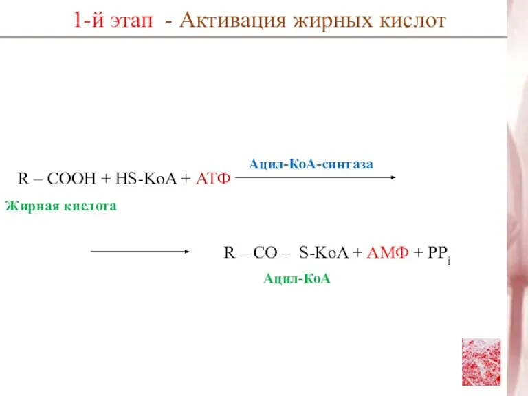 R – COOH + HS-KoA + АТФ 1-й этап - Активация жирных