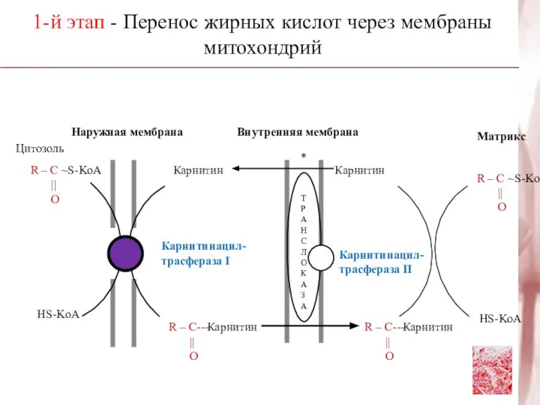 Наружная мембрана Внутренняя мембрана Цитозоль R – C ~S-KoA || O HS-KoA