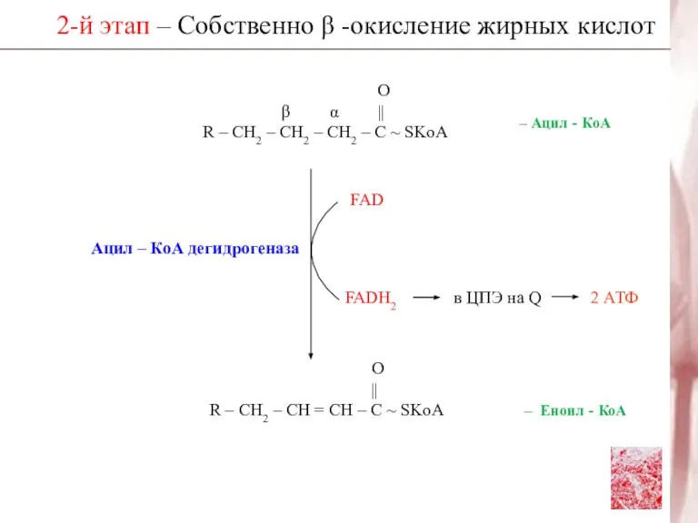 2-й этап – Собственно β -окисление жирных кислот О β α ||