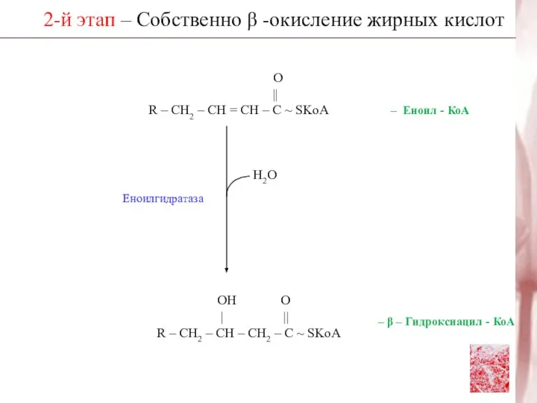 2-й этап – Собственно β -окисление жирных кислот Н2О ОН О |