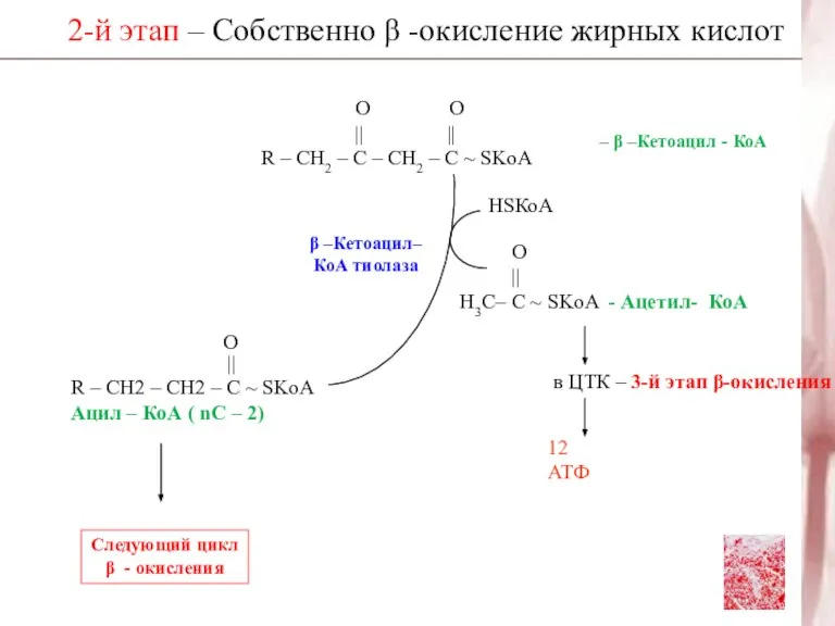 2-й этап – Собственно β -окисление жирных кислот β –Кетоацил– КоА тиолаза