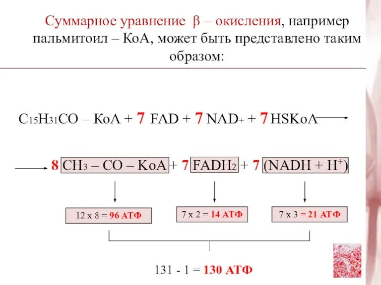 Суммарное уравнение β – окисления, например пальмитоил – КоА, может быть представлено